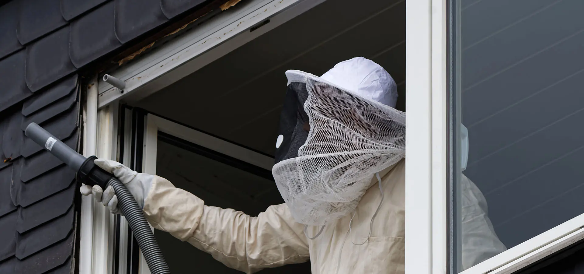 deste-impresa-pulizie-padova-disinfestazione-vespe