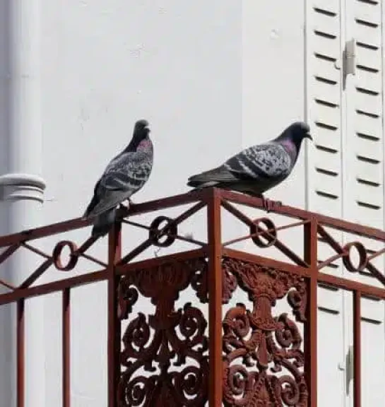 rimedi-naturali-anti-piccioni